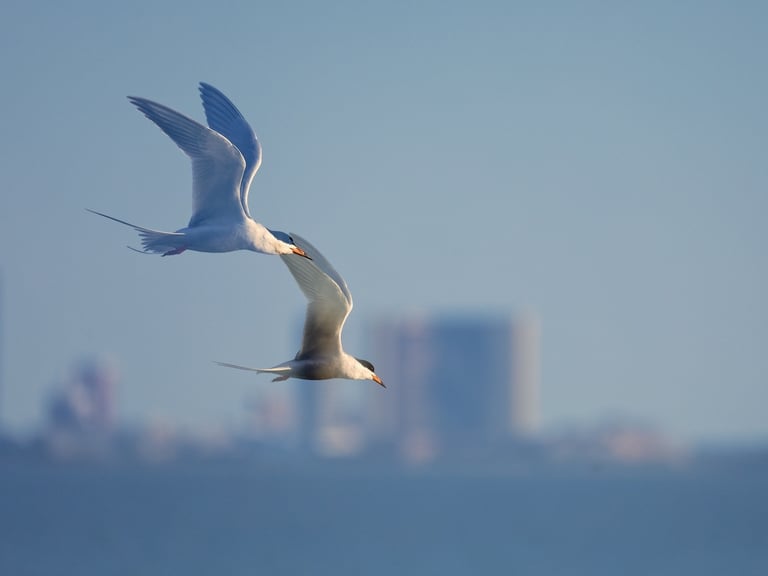 Two Foster's Terns in flight at golden hour with the Atlantic City Skyline in the background.