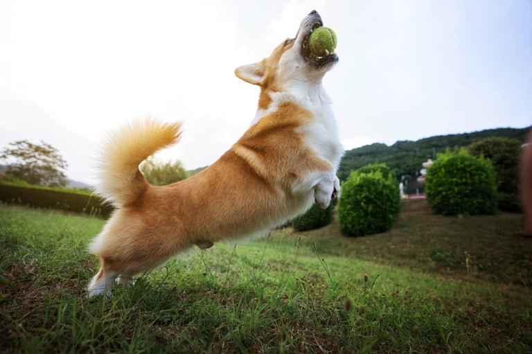 AMENITIES KOLTE PATIL VIVERE GOREGAON WEST, KOLTE PATIL GOREGAON WEST, KOLTE PATIL BANGUR NAGAR