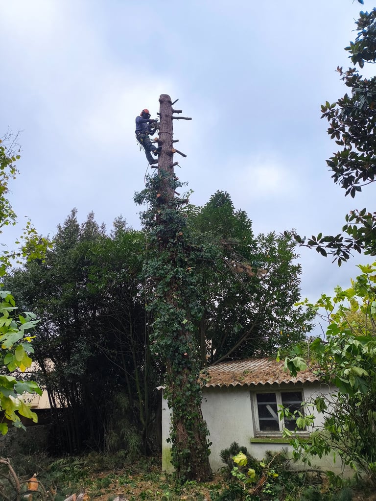 Abattage d'arbre par système de démontage par un profesionelle de la société établissement CRAPART