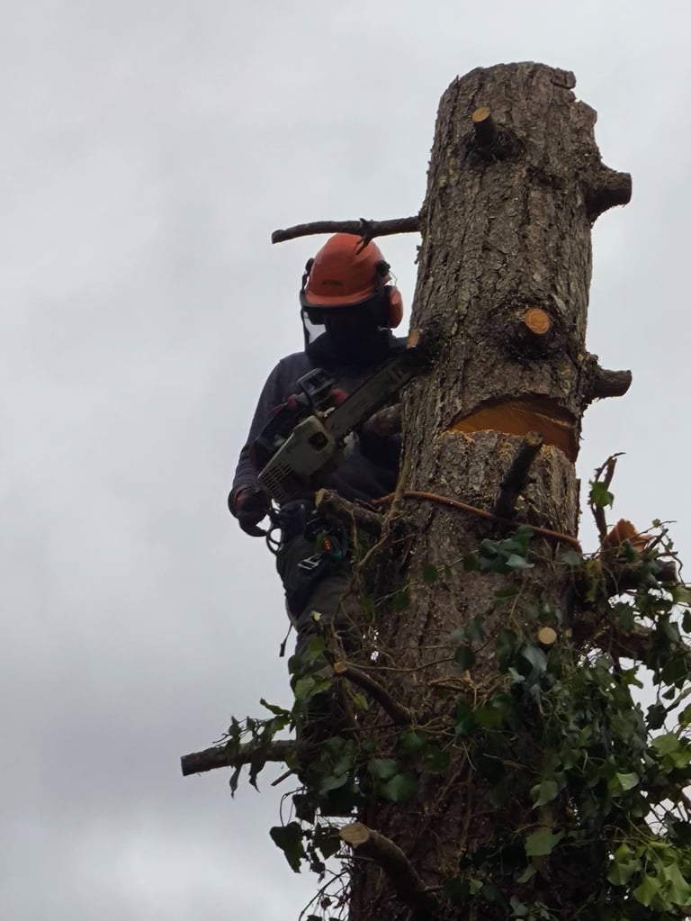 Abattage d'arbre par système de démontage par un profesionelle de la société établissement CRAPART