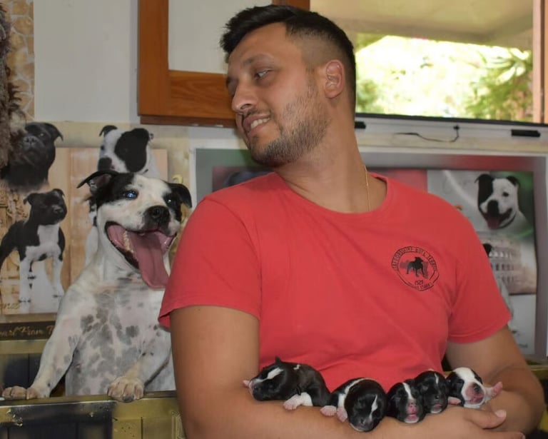 Staffy Mamma con i cuccioli in braccio all'allevatore. Test Genetici, Pedigree Campioni, Salute.