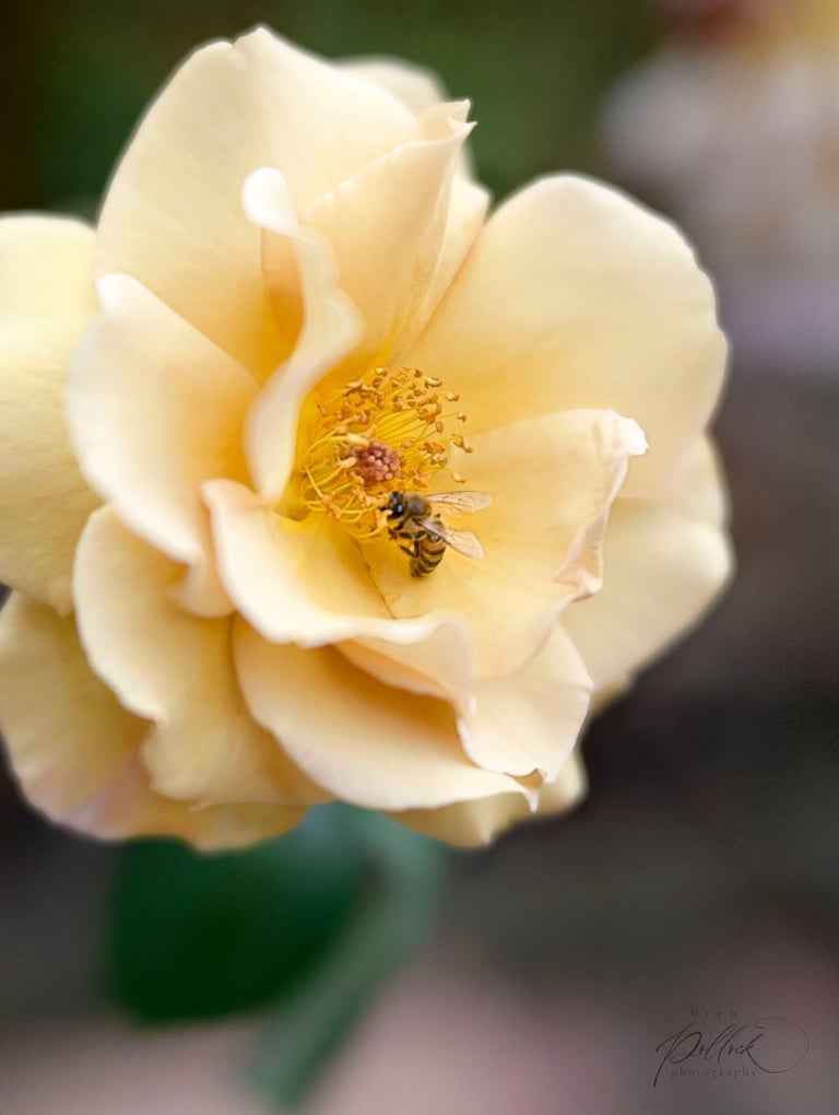 Butterscotch, Large-Flowered Climber. 
