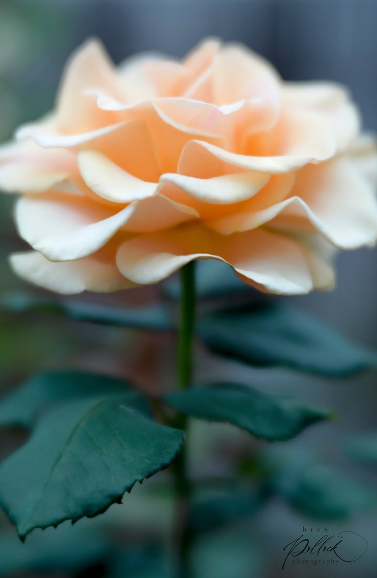 Marilyn Monroe, Hybrid Tea USA, 2001