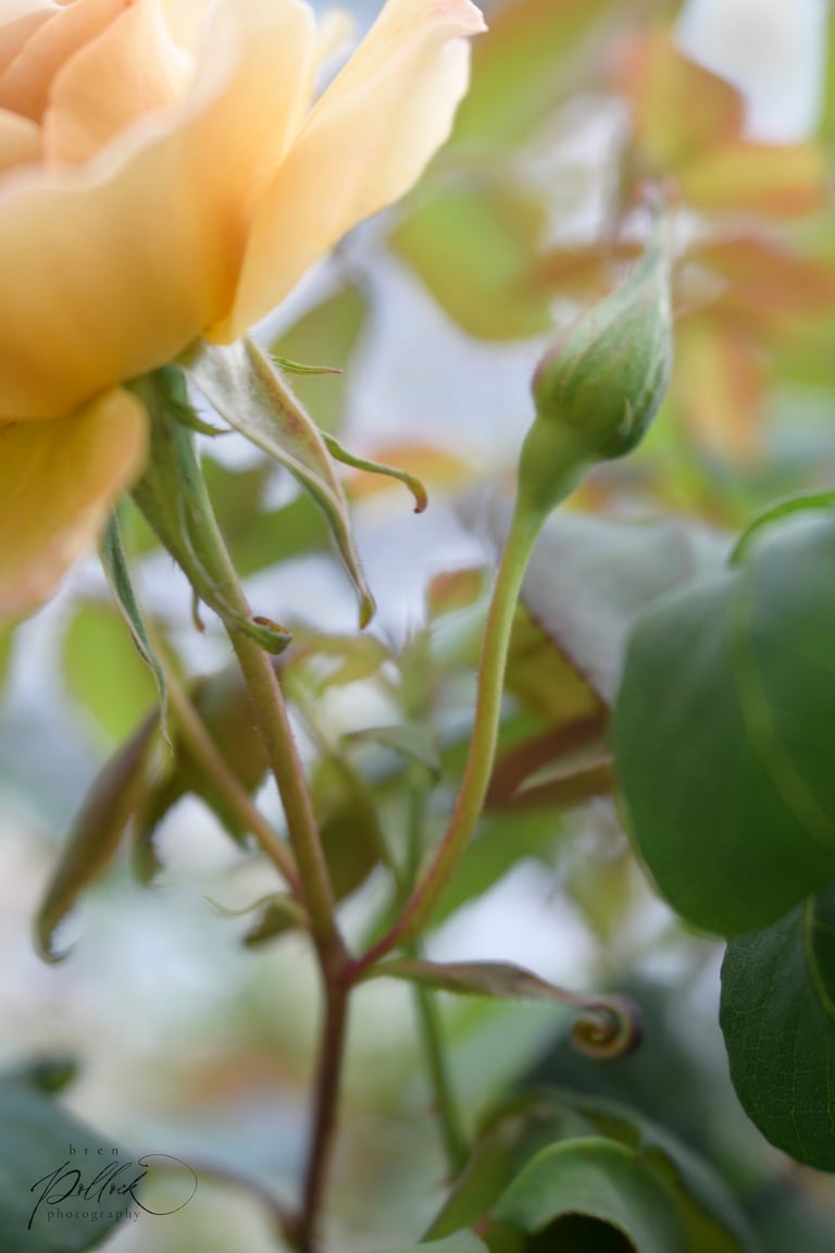 Butterscotch, Climbing Rose USA, before 1985