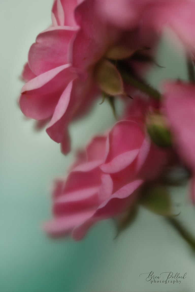 The Fairy - Polyantha 1932, UK