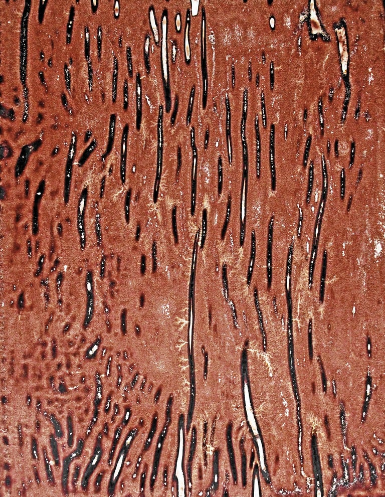 Nelson Aires Sanguis II 2016-2019