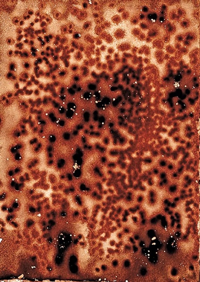 Nelson Aires Sanguis IV 2016-2017