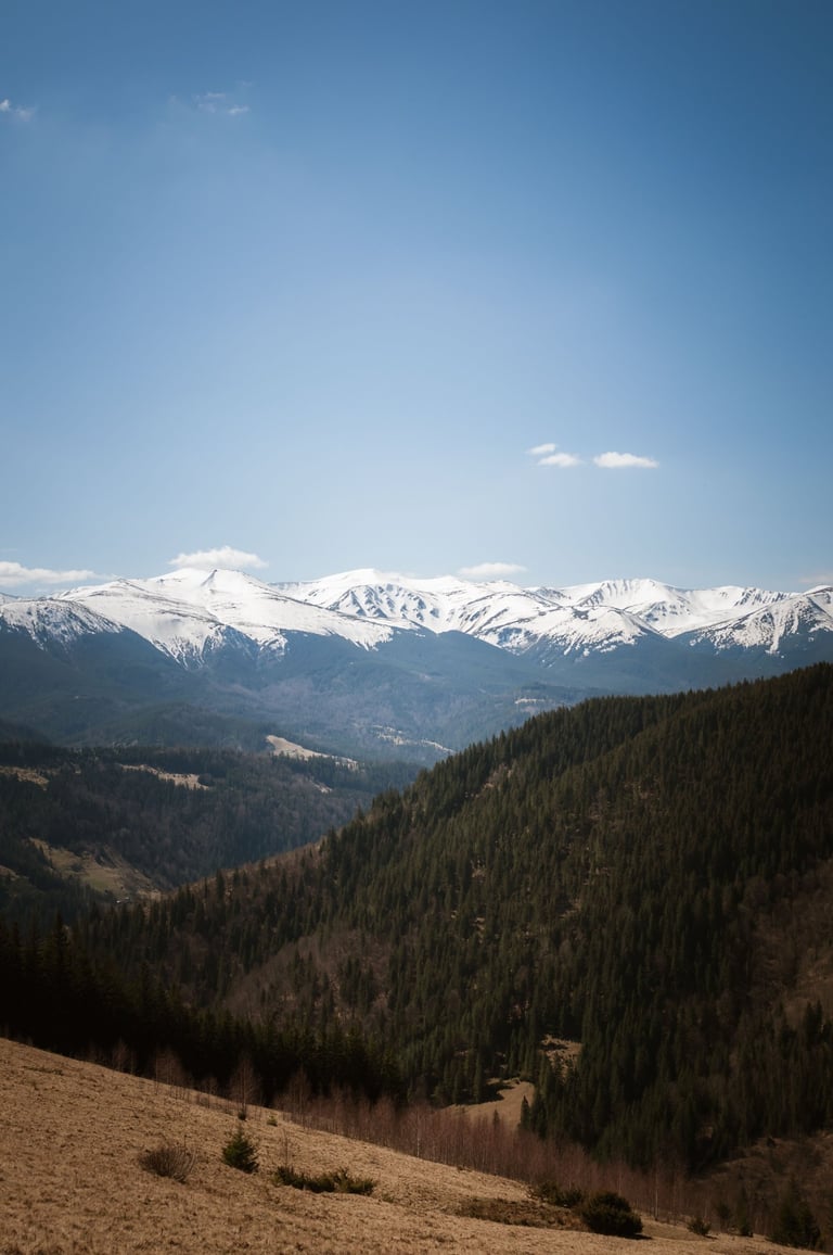 Kostrycha krayevyd na Chornohoru