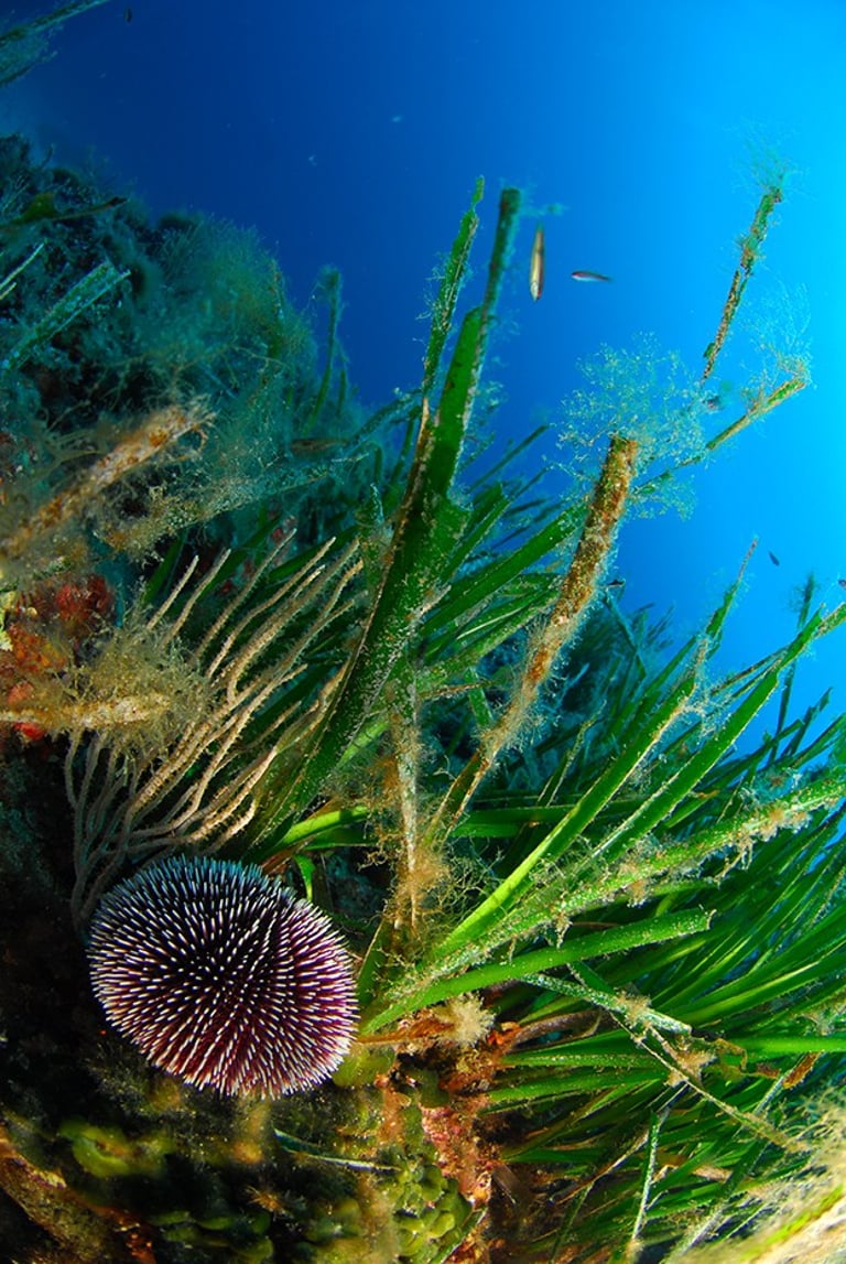 Photo nature entre pins et mer Méditerranée : Les service d'un photographe dans le var