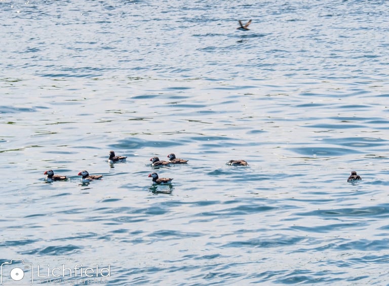 Puffins on Water