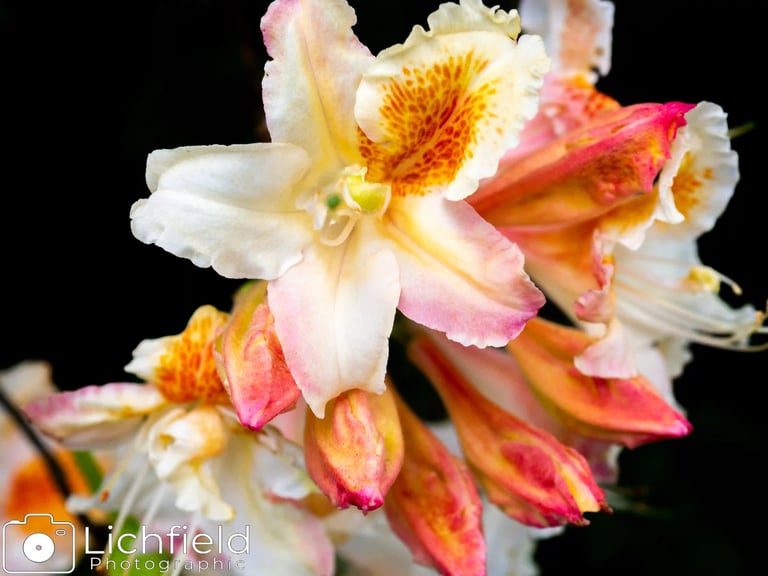 Azalea at Alnwick Garden
