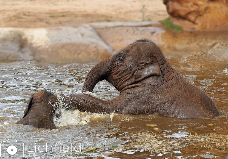 Baby Elephant Playing