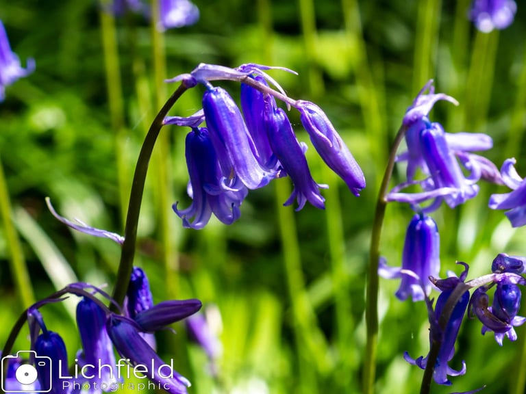 Bluebells in woods