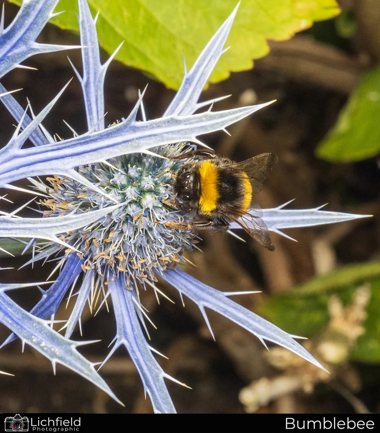 bumblebee on seagrass