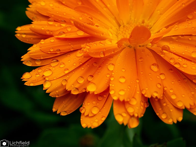 Calendula 'Fruit Twist'