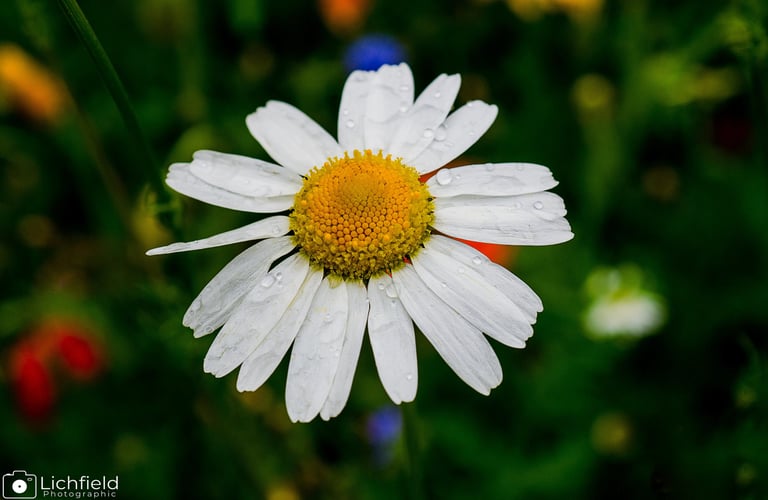 Common Daisy against a dark green foliage