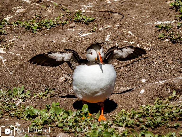 Flappy Puffin