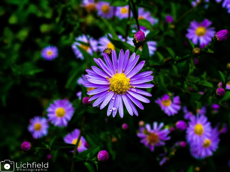 Purple daisy