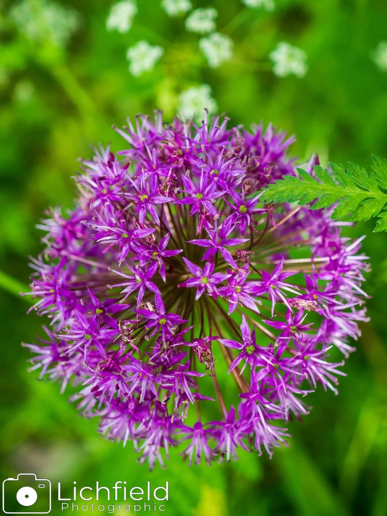 Giant Allium