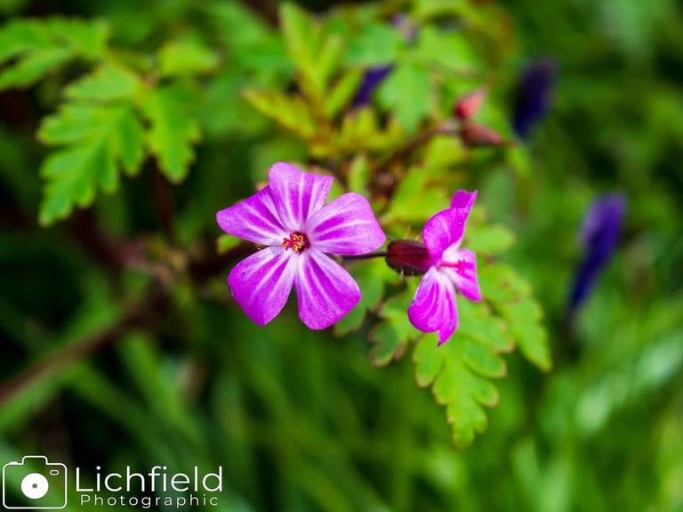 Herb Robert Image
