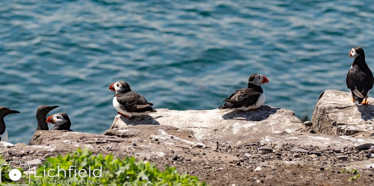 Huffin Puffin