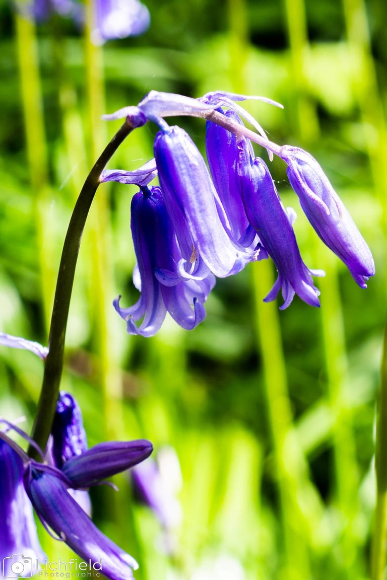 Bluebells in woods