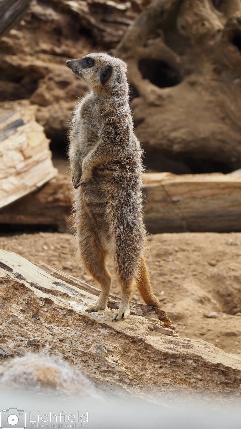 Meerkat