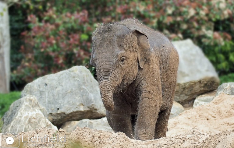 Mini Elephant