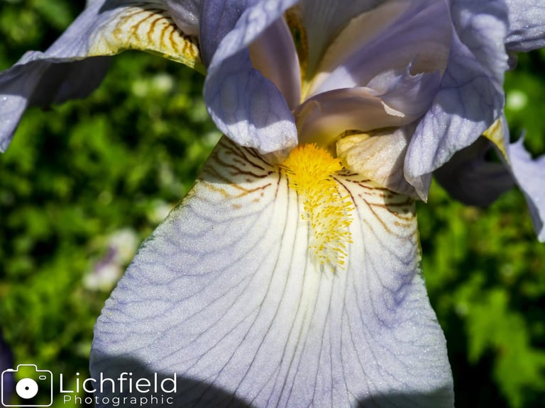 Bearded Iris