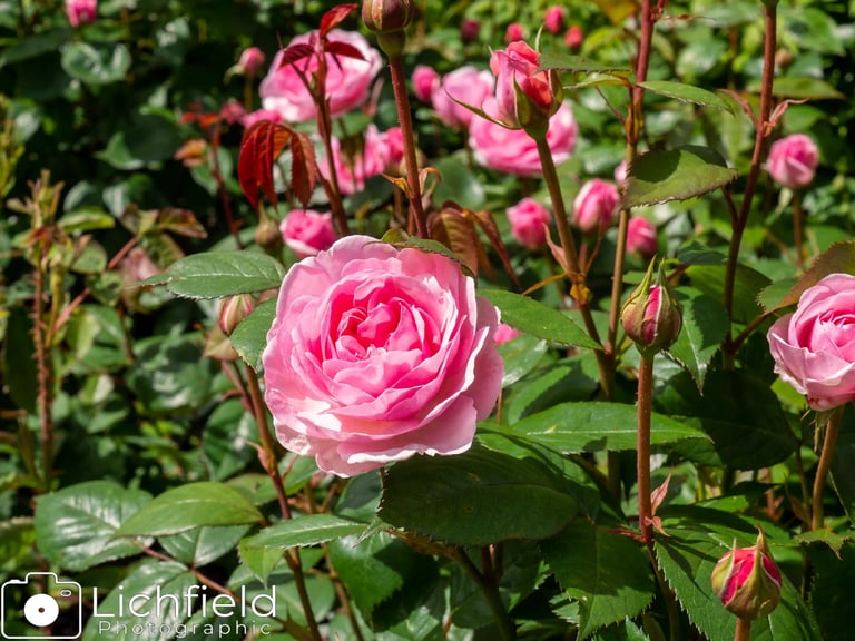 Pink Rose