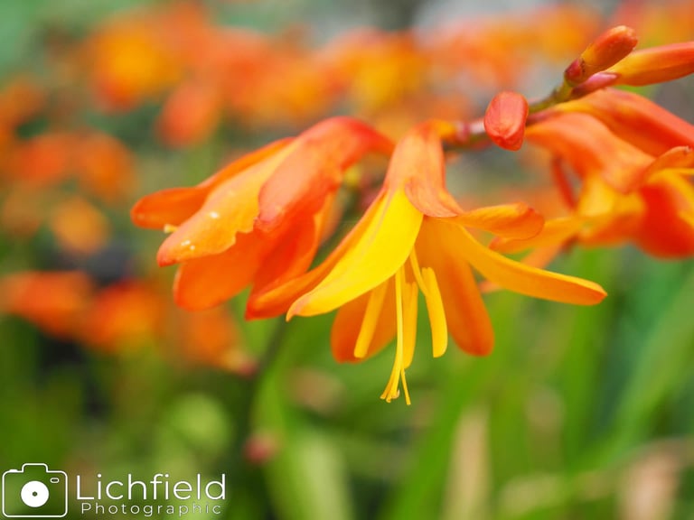 montbretia
