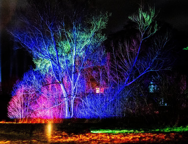 Lumninate trees in pink, purple light
