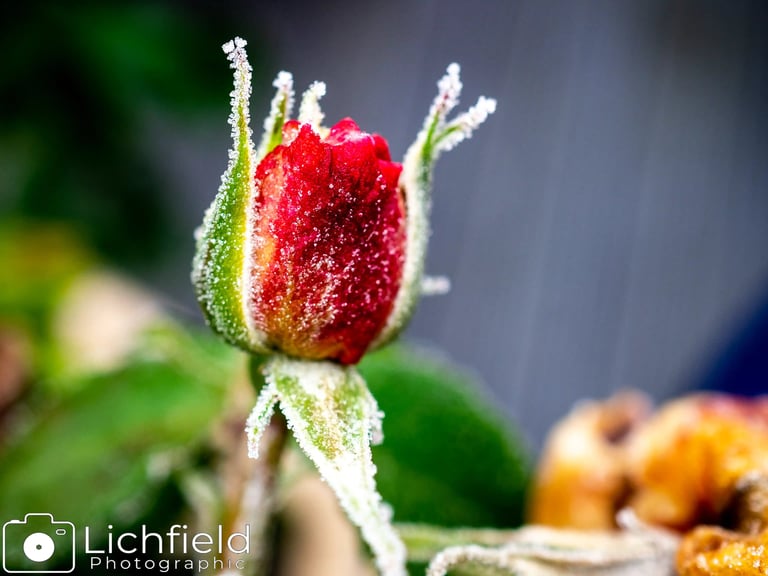 Red Rose in the Frost