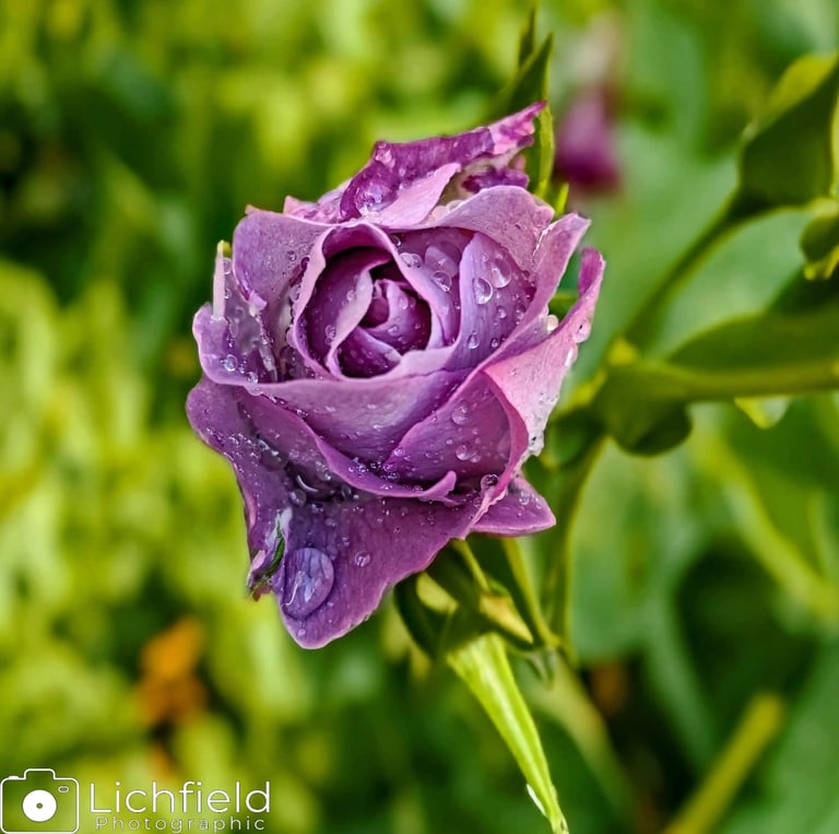 A purple Rose