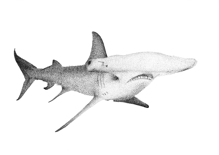 Pointallistic drawing of a Hammerhead Shark in black and grey ink