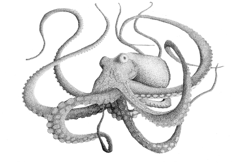 Giant Pacific Octopus in black and grey ink