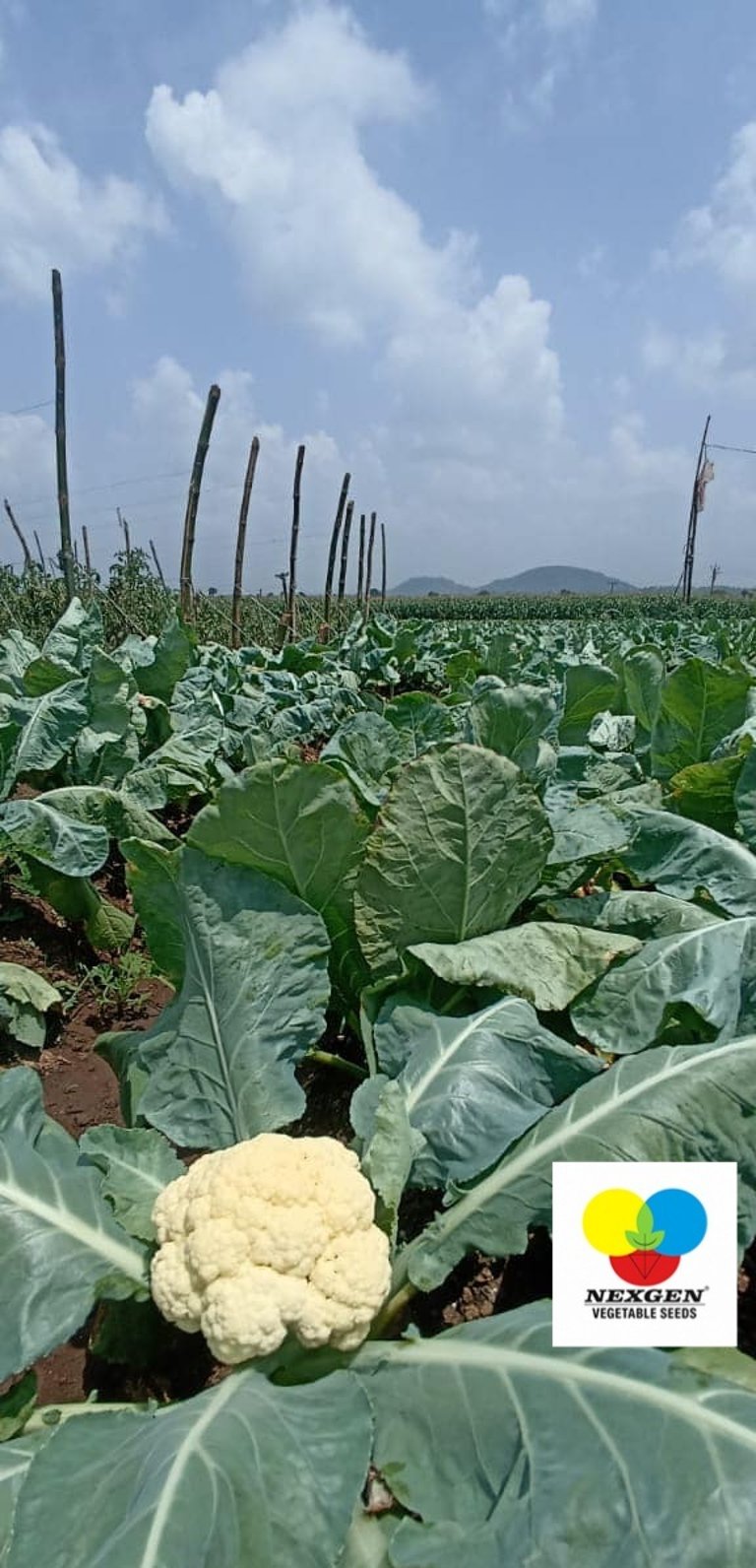 Fresh white cauliflower growing in a green vegetable field of Odisha under a blue sky.