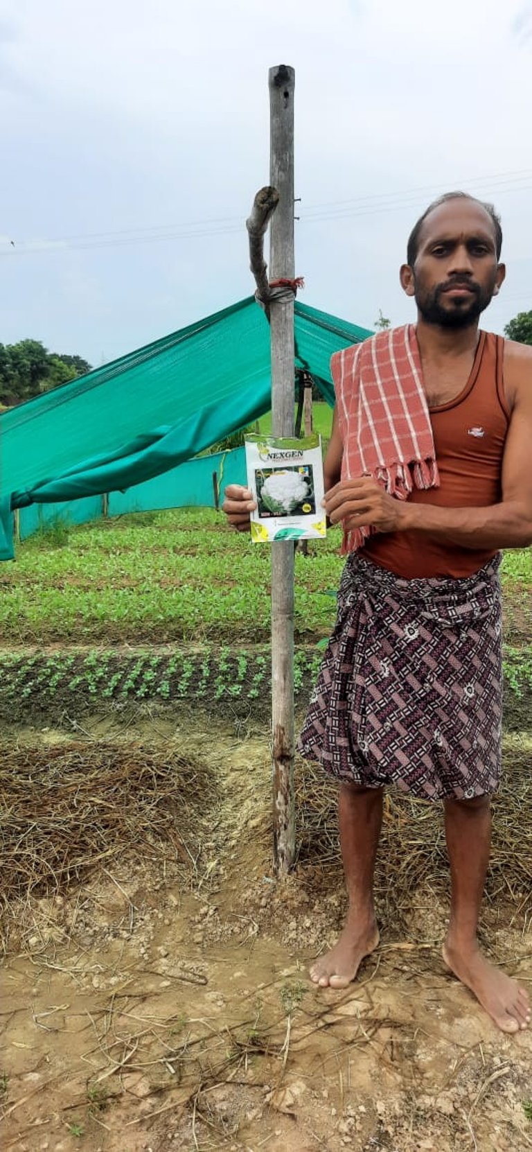 An Indian farmer holds a Nexgen cauliflower seed packet in Odisha vegetable field nursery.