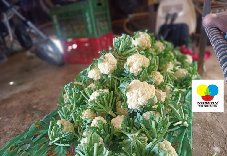 Freshly harvested NXG cauliflower heads with green leaves from Nexgen vegetable seeds at Odisha.