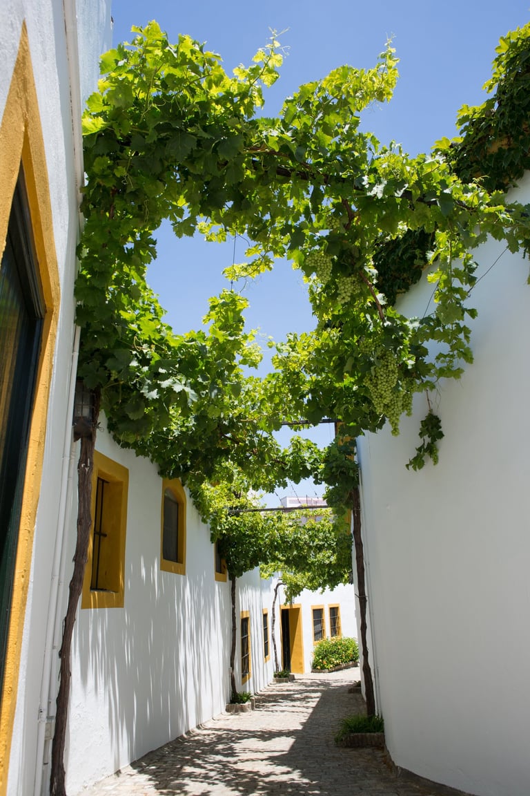 Image showcasing grape bushes lining the streets of Jerez de la Frontera at the acclaimed Pettersen Brandy's wine Bodega.