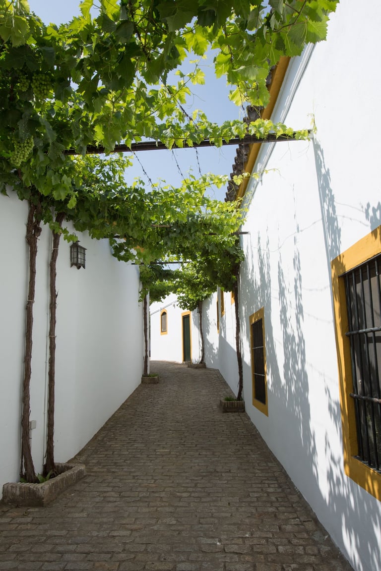 Cozy internal view of Pettersen Brandy's bodega, featuring a quaint street enveloped by wine-grape bushes.