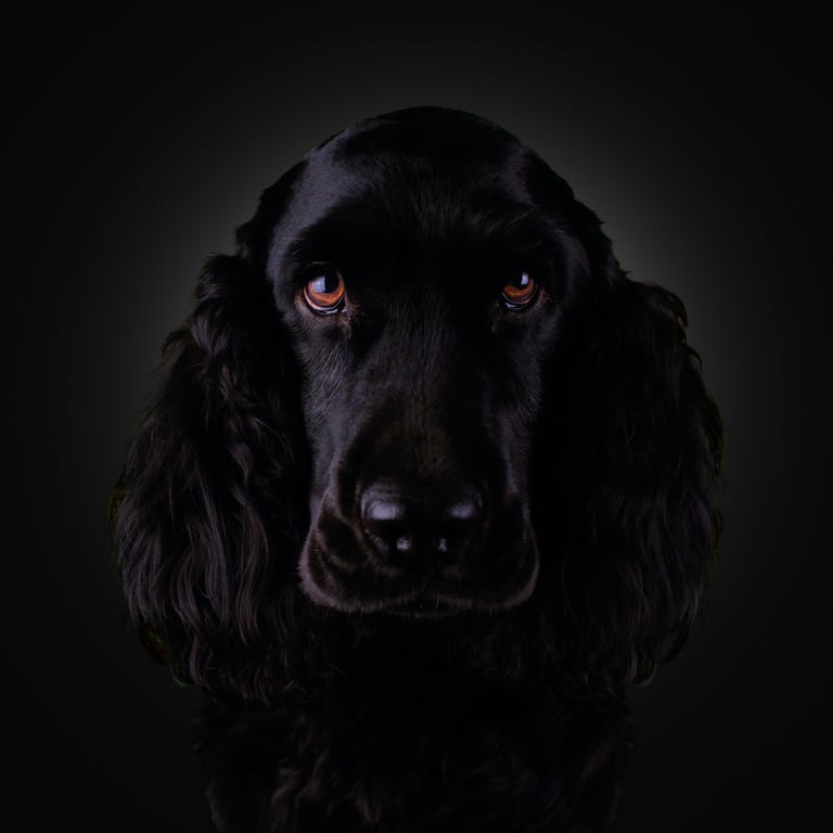 Portrait of a black English Cocker Spaniel with long ears against a dark background.