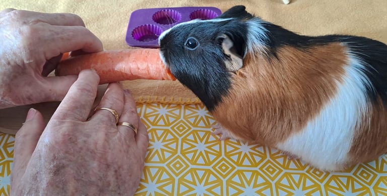 personne âgée nourrissant un cochon d’Inde en médiation animale près de Montbéliard Doubs