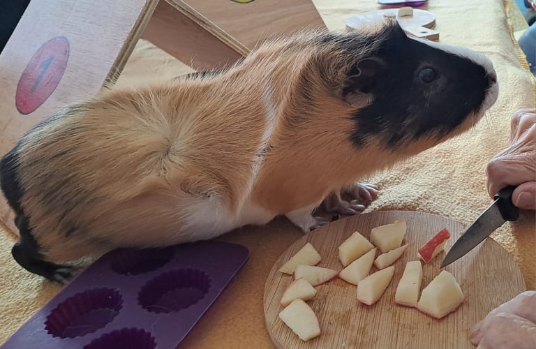 cochon d’Inde en activité de médiation animale avec manipulation d’aliments à Dambelin près de Montbéliard Doubs