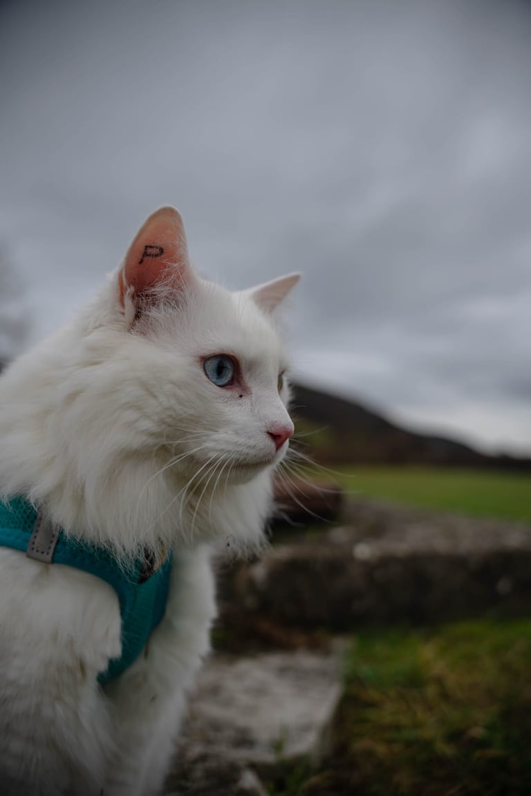 chat blanc en extérieur utilisé en communication animale et accompagnement bien-être Doubs