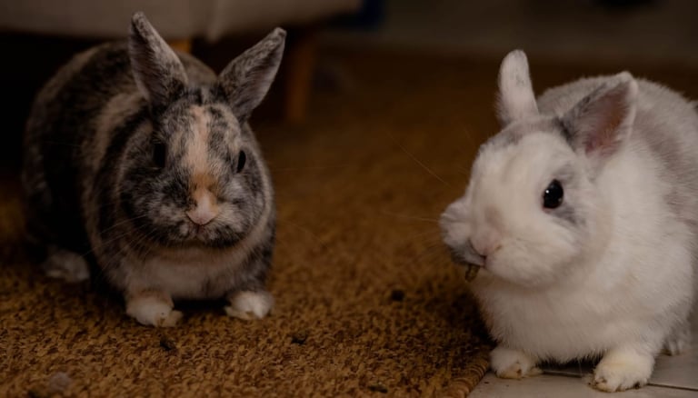 lapins utilisés en médiation animale pour accompagnement thérapeutique dans le Doubs