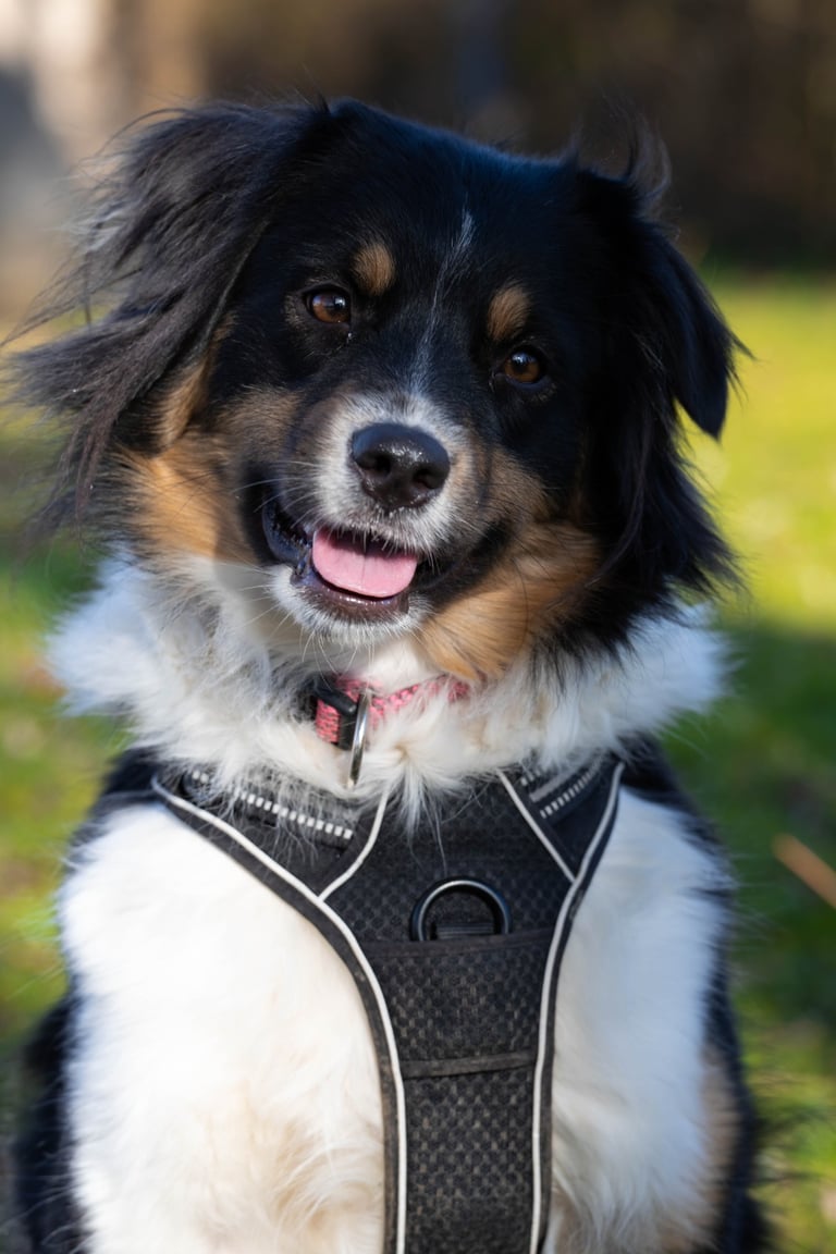 chien utilisé en médiation animale pour accompagnement émotionnel à Dambelin dans le Doubs