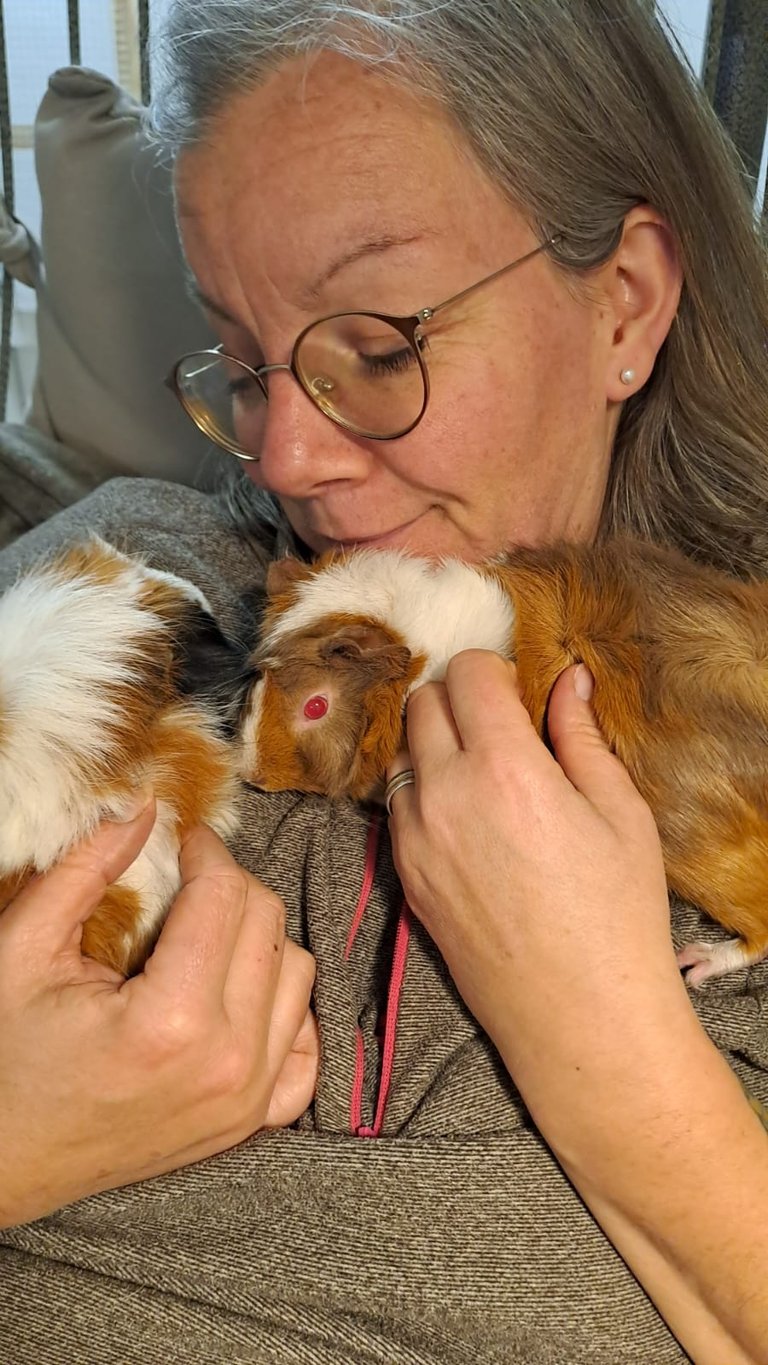séance de médiation animale avec cochons d’Inde favorisant apaisement et lien affectif à Dambelin près de Montbéliard