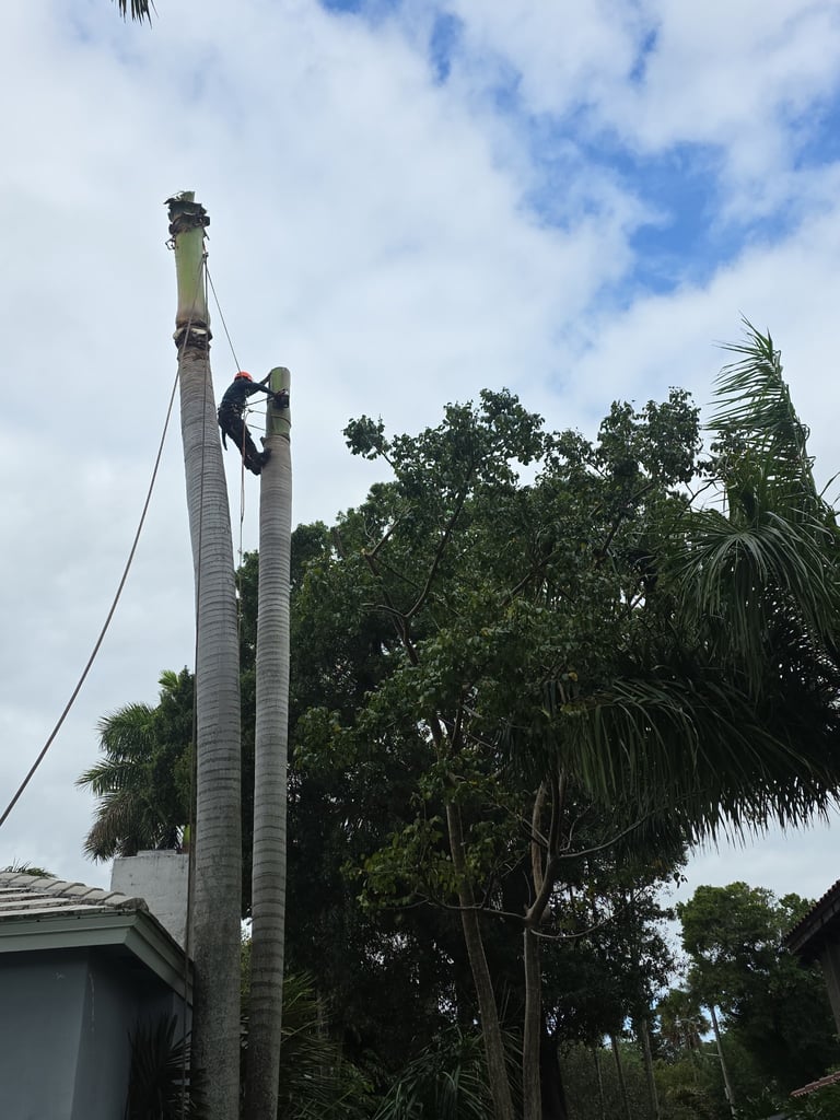 Professional arborist climbing a tall palm tree for trimming and maintenance services.