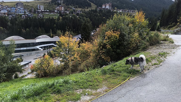 Promenade en longe à Courchevel 1550 avec Pixel au dessus d'Aquamotion